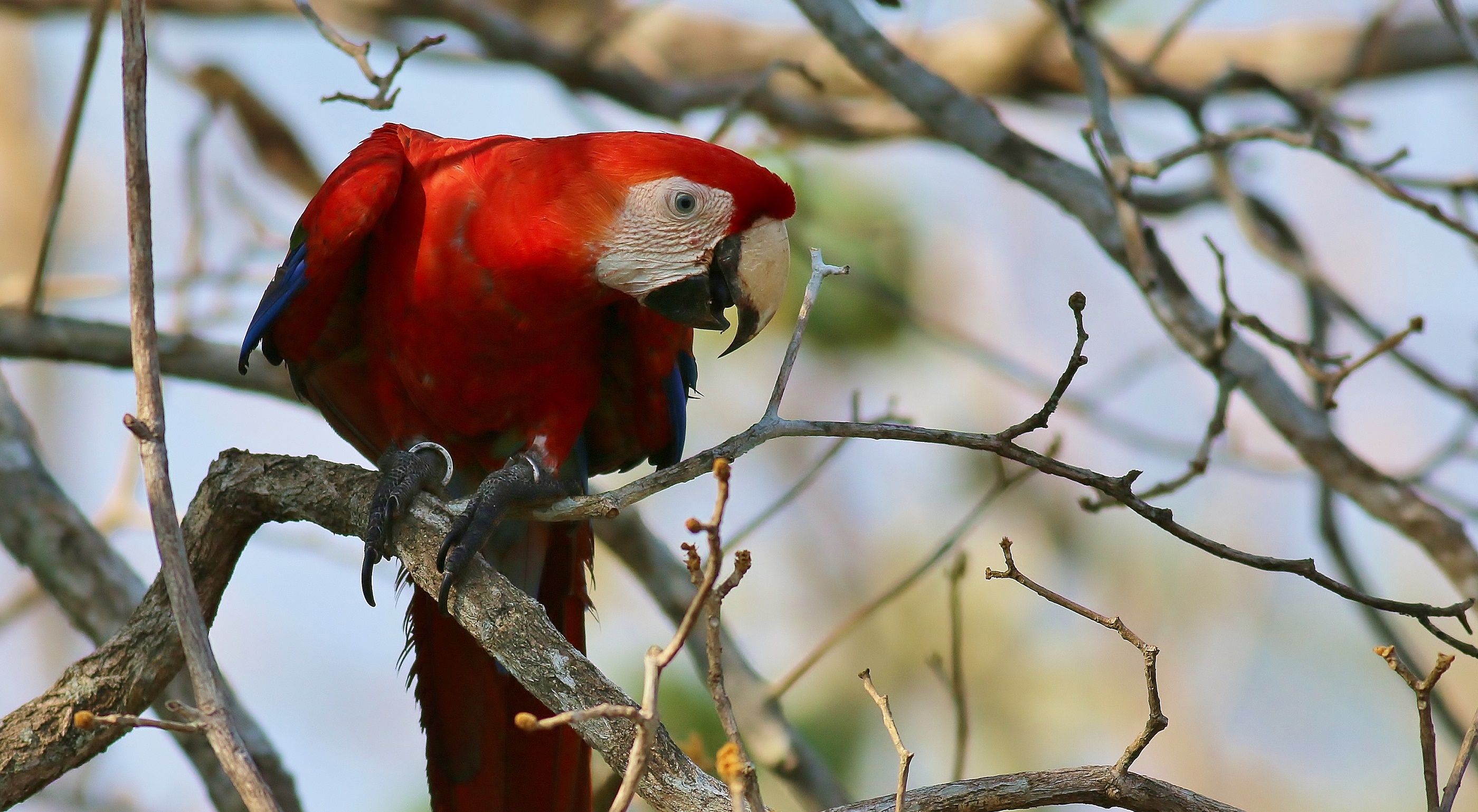 Scarlet Macaw